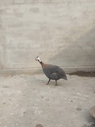 chakor pair for sale 7 months