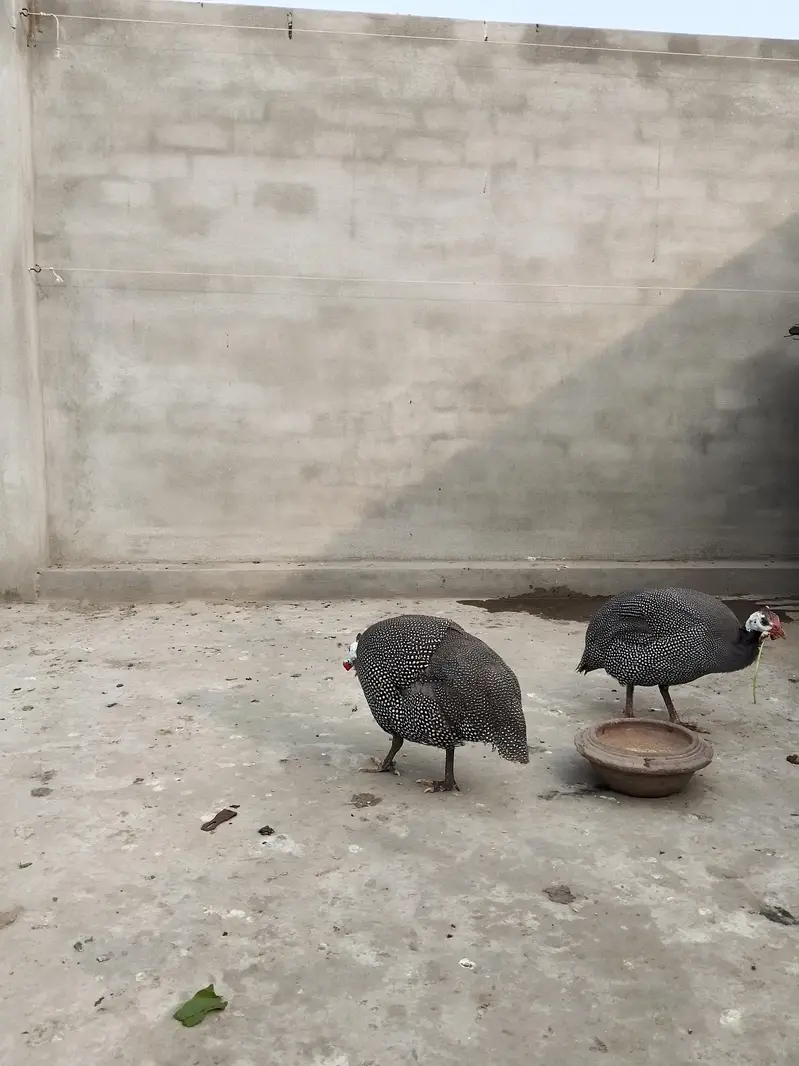 chakor pair for sale 7 months — photo 2