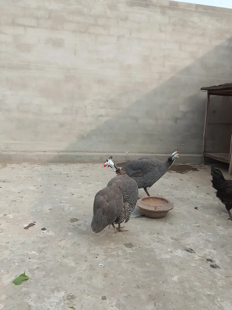 chakor pair for sale 7 months — photo 3