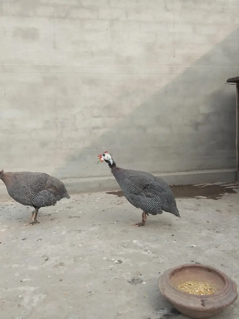 chakor pair for sale 7 months — photo 4