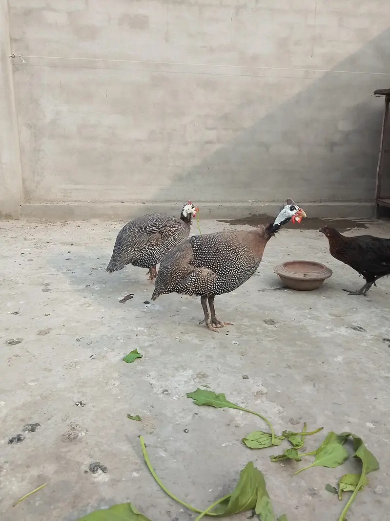 chakor pair for sale 7 months — photo 5