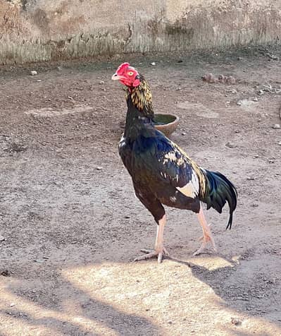 Aseel mianwali