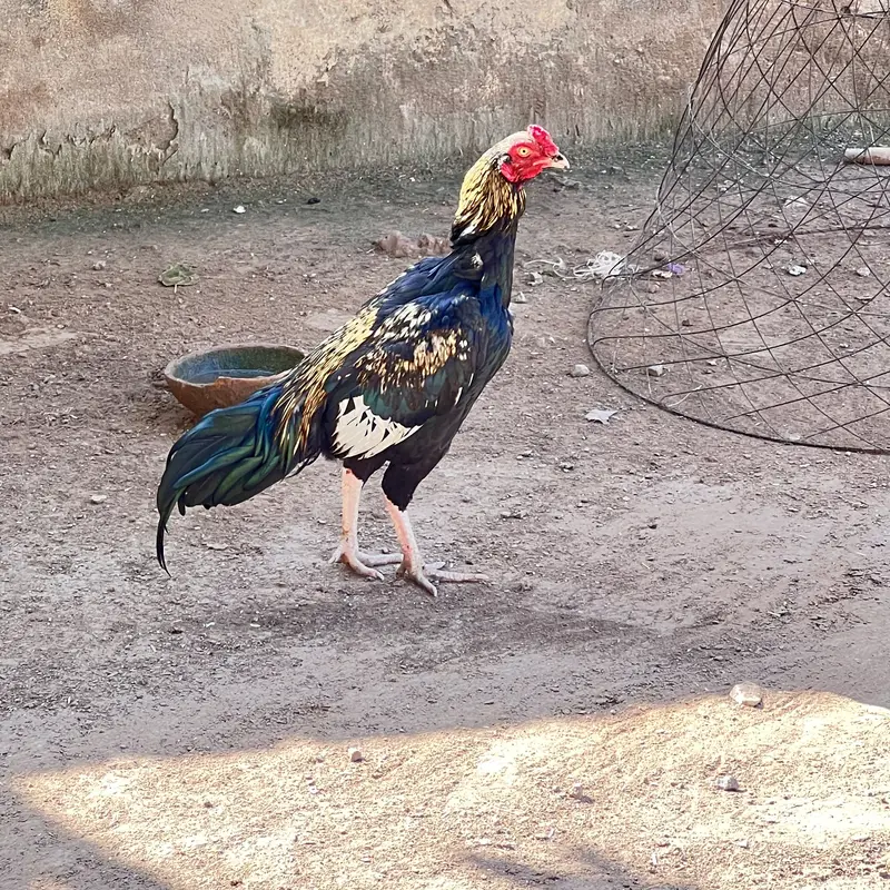 Aseel mianwali — photo 2