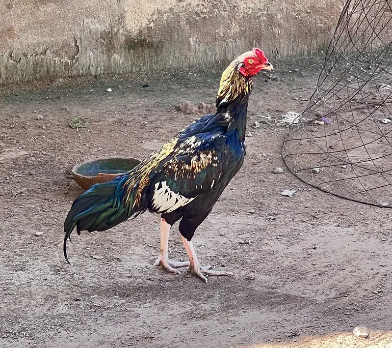 Aseel mianwali — photo 3