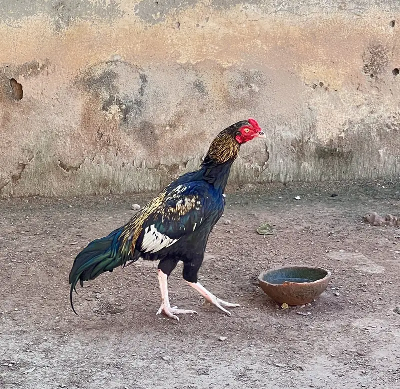Aseel mianwali — photo 4