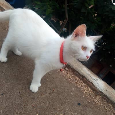 percion cat for sale . cat for sale . white cat for sale