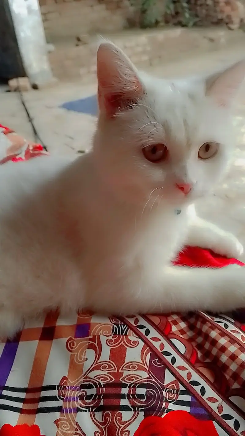 percion cat for sale . cat for sale . white cat for sale — photo 2