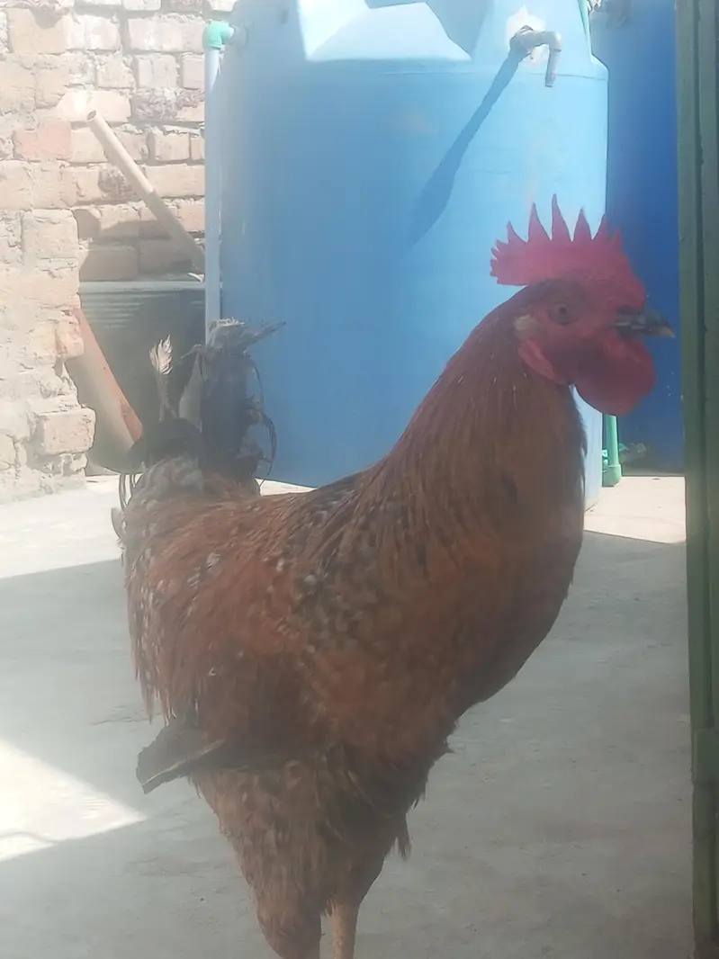 Ghar ka Pala Desi Mugha For Sale — photo 3