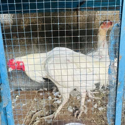 White Aseel Urgent forsake