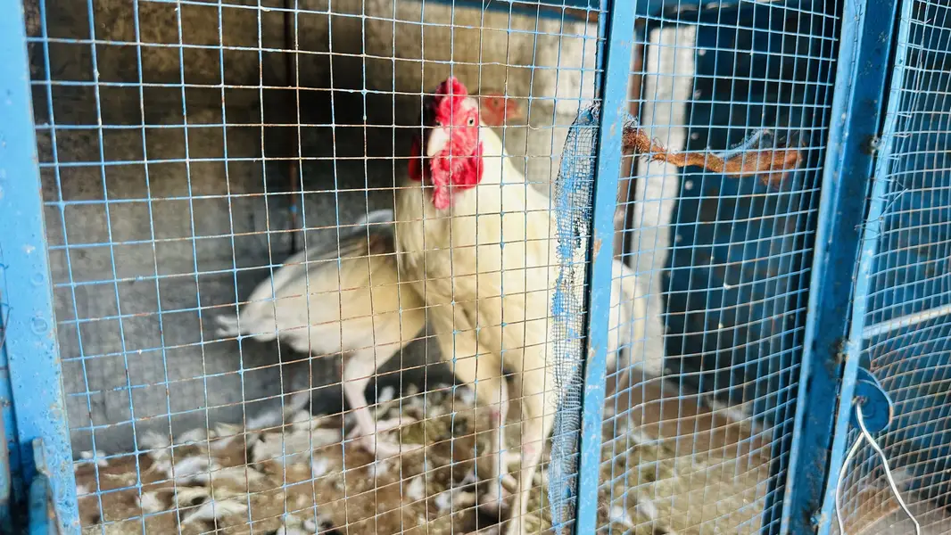 White Aseel Urgent forsake — photo 3