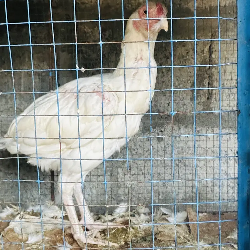 White Aseel Urgent forsake — photo 4