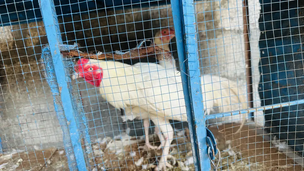 White Aseel Urgent forsake — photo 5