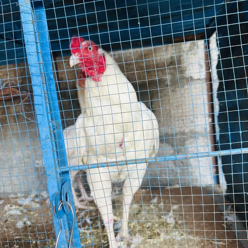 White Aseel Urgent forsake — photo 6