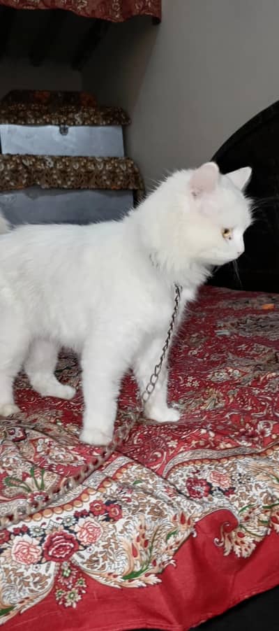 breeder female for sale breeding history available