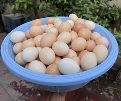 Dasi eggs