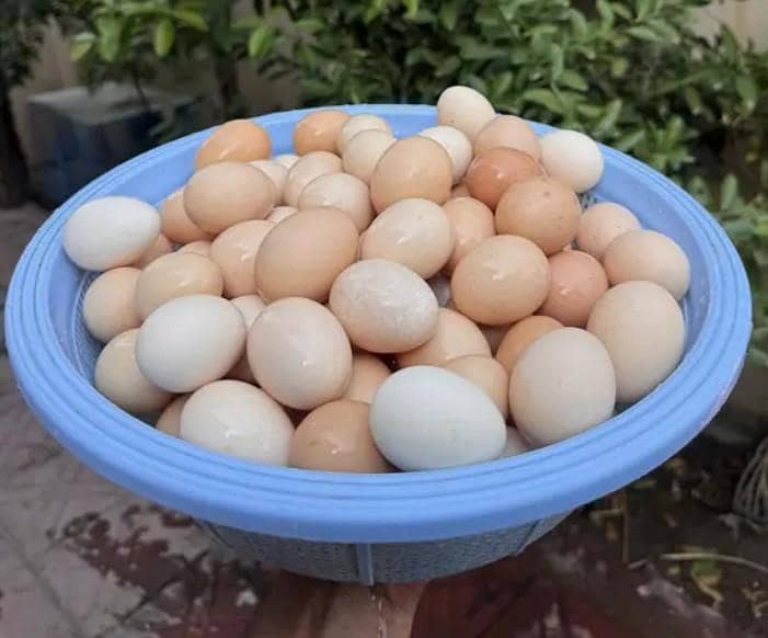 Dasi eggs 0