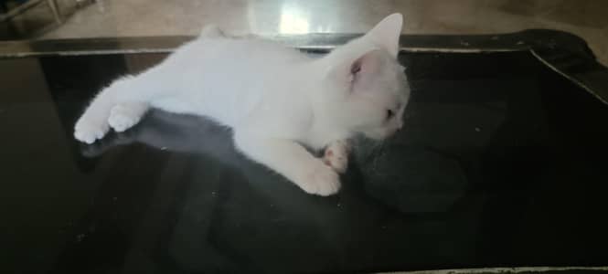 beautiful kitten female