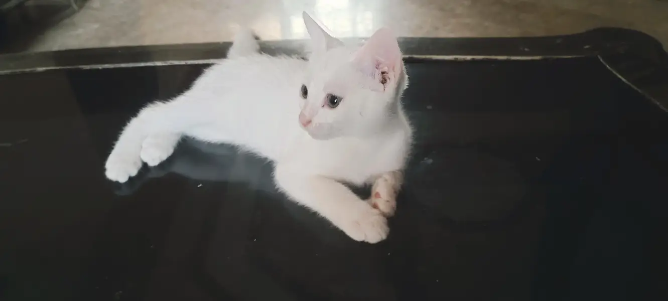beautiful kitten female — photo 2
