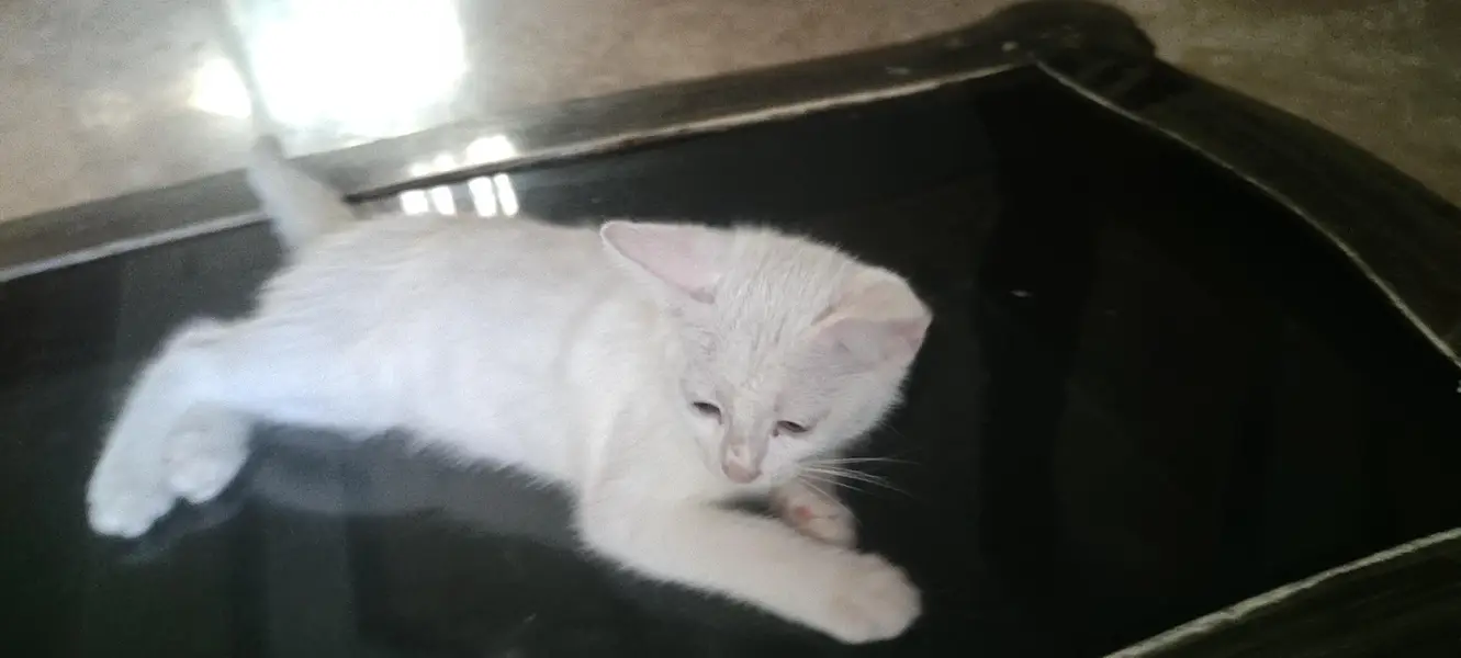 beautiful kitten female — photo 3