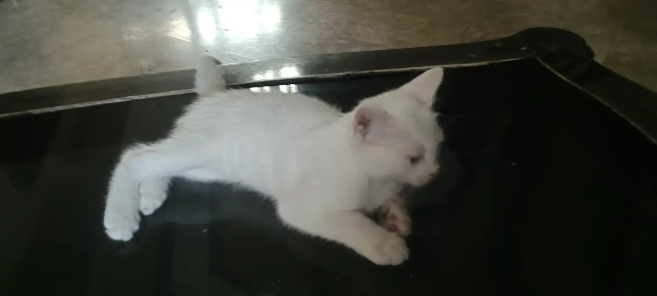beautiful kitten female — photo 4