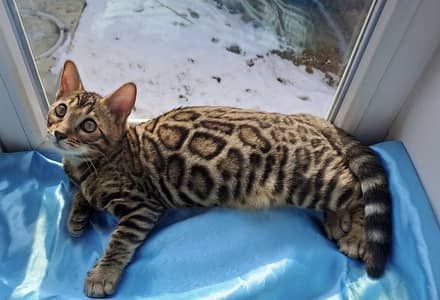IMPORTED BENGAL FEMALE AVAILABLE