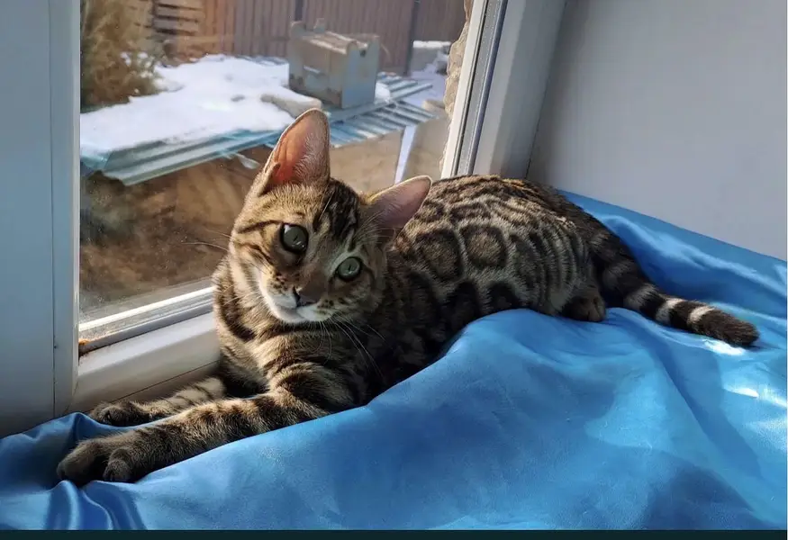 IMPORTED BENGAL FEMALE AVAILABLE — photo 2