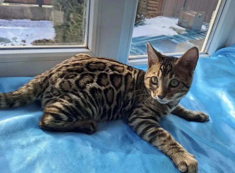 IMPORTED BENGAL FEMALE AVAILABLE — photo 3