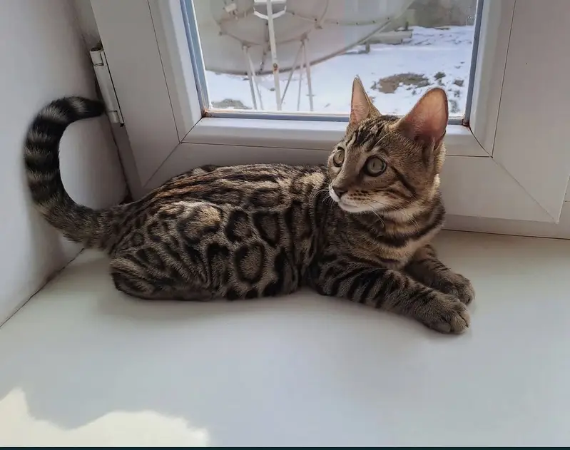 IMPORTED BENGAL FEMALE AVAILABLE — photo 4