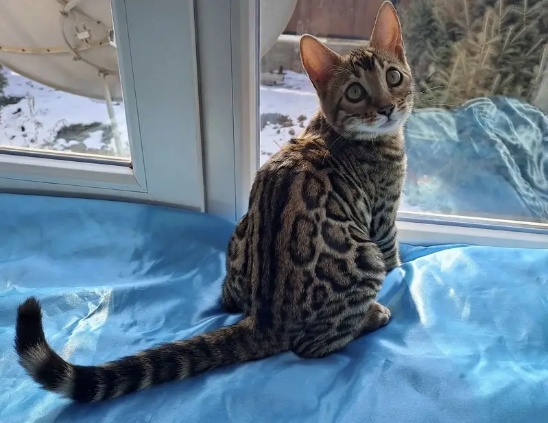 IMPORTED BENGAL FEMALE AVAILABLE — photo 5