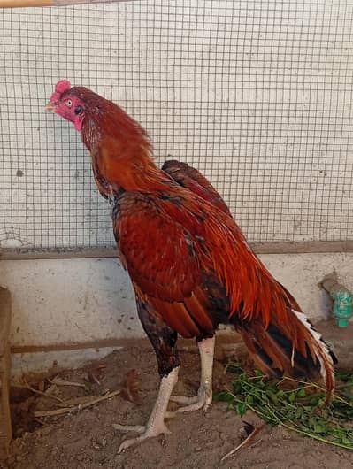 peela aseel male