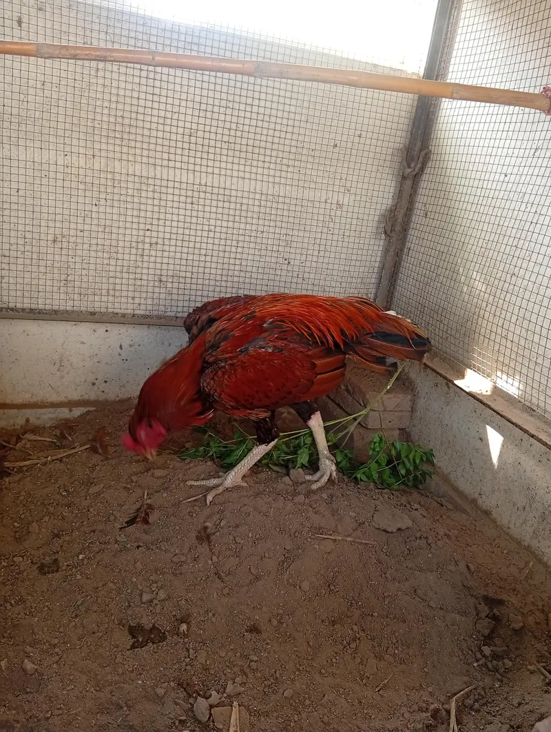 peela aseel male — photo 2
