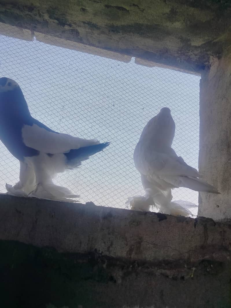 American pair available 3