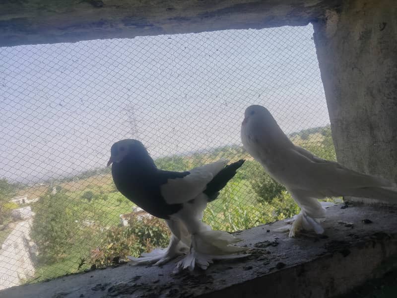 American pair available 5
