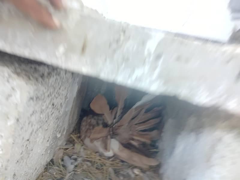 American pair available 6