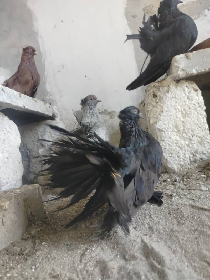 American pair available 9