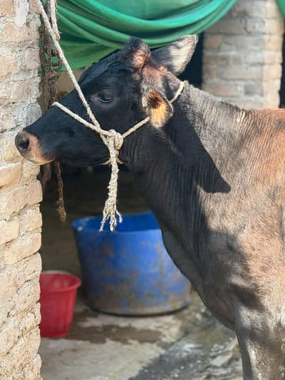 Pure jersey bachri for sale