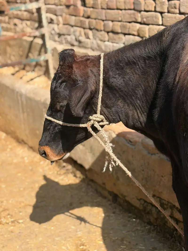 Pure jersey bachri for sale — photo 2