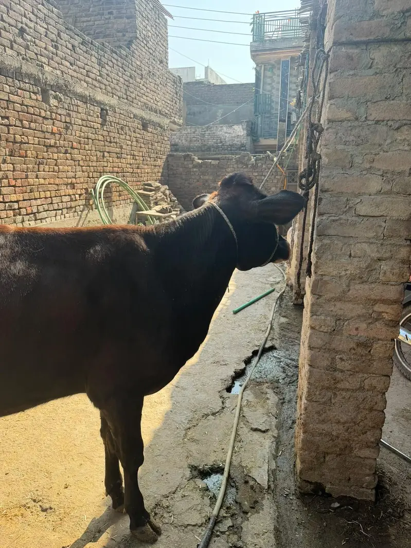 Pure jersey bachri for sale — photo 3