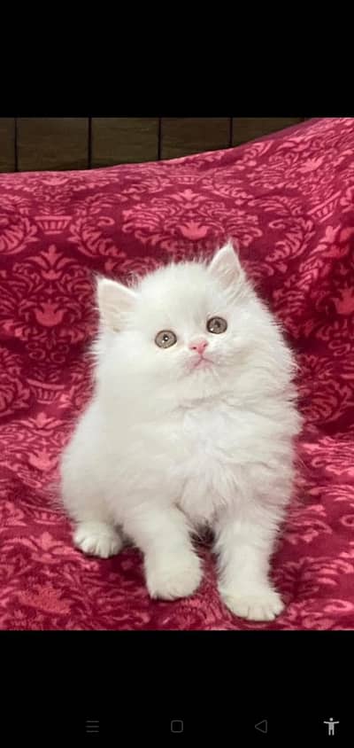 Low Kittens Price/ White Persian kittens/ Cats/ Male/ Female