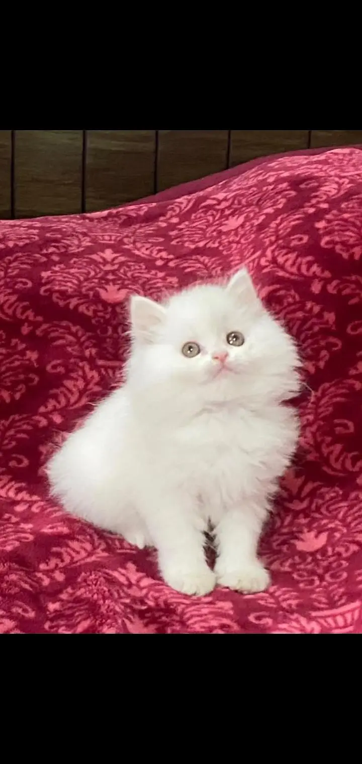 Low Kittens Price/ White Persian kittens/ Cats/ Male/ Female — photo 2