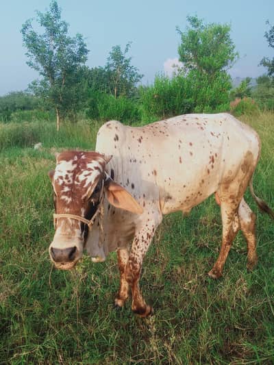 2 Saal Ka Sehatmand chollistan cross Bachra - Qurbani Ke Liye Behtreen