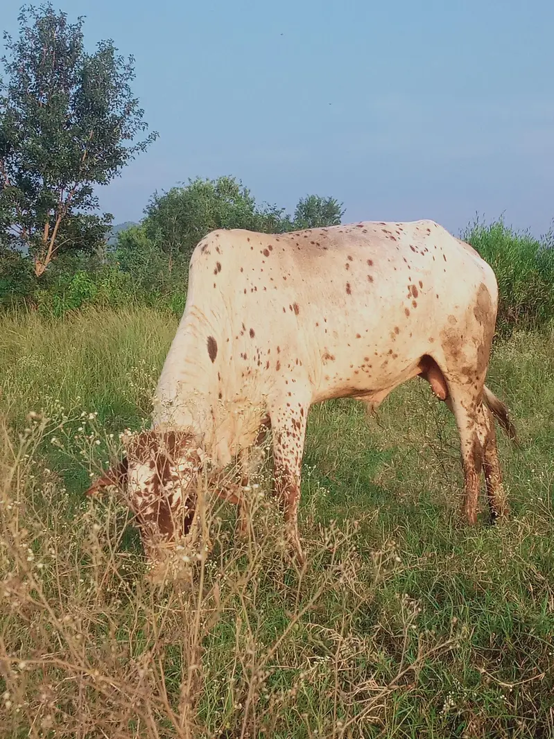 2 Saal Ka Sehatmand chollistan cross Bachra - Qurbani Ke Liye Behtreen — photo 2