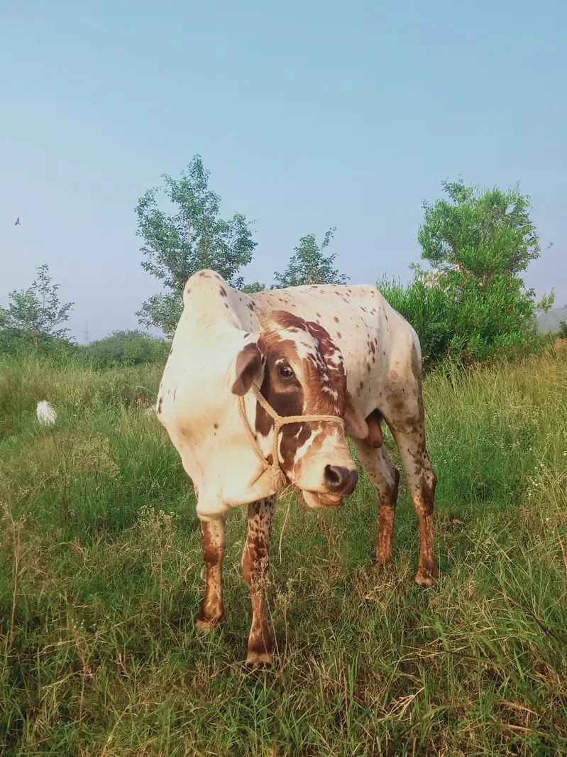 2 Saal Ka Sehatmand chollistan cross Bachra - Qurbani Ke Liye Behtreen — photo 3