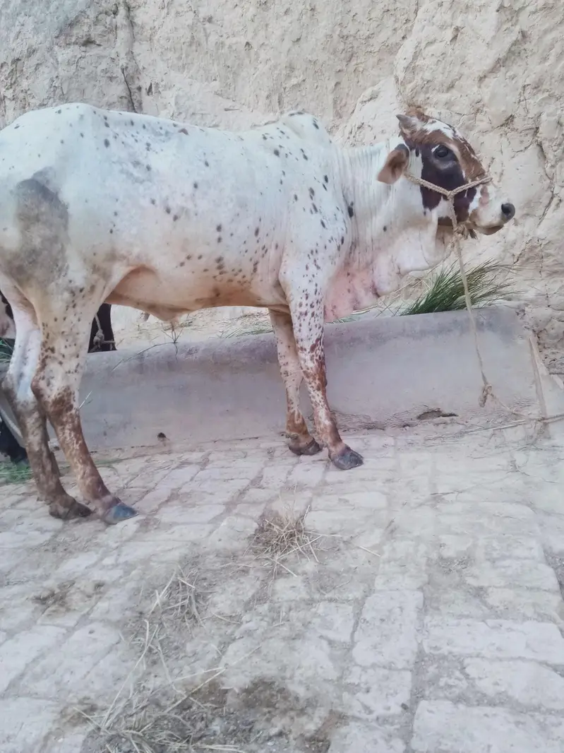 2 Saal Ka Sehatmand chollistan cross Bachra - Qurbani Ke Liye Behtreen — photo 4