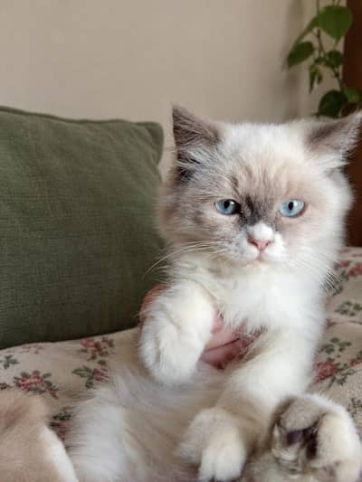 healthy Himalayan kitten white eye's good health litter trained