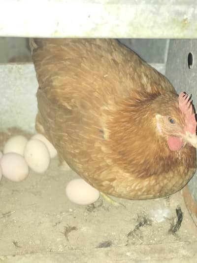 golden misiri hens