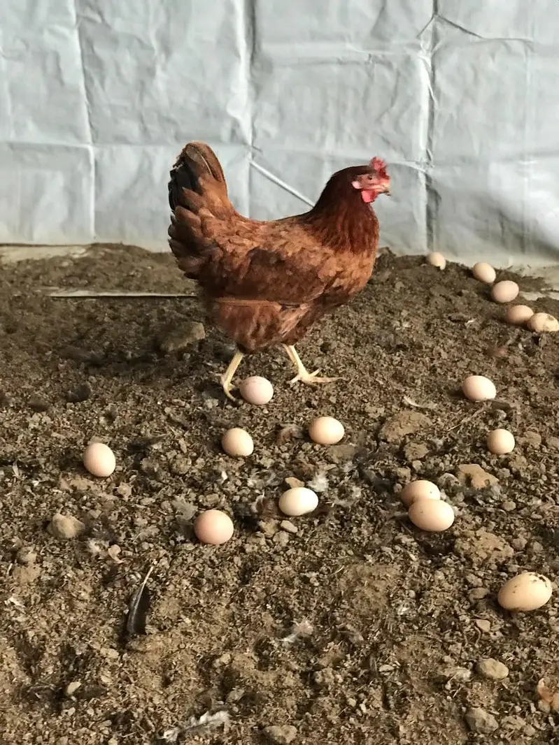 golden misiri hens — photo 2