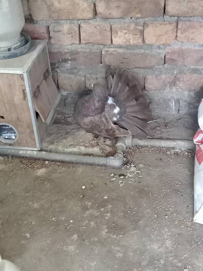 indian fantail flower tail