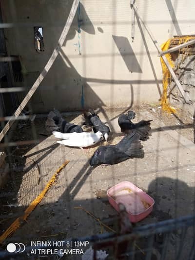 lakkay for sale