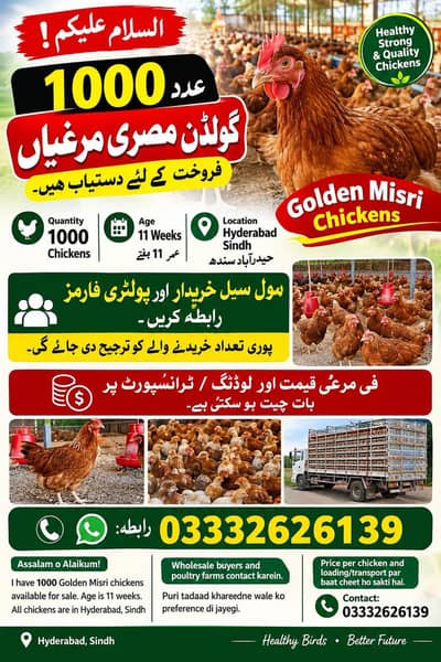 goldan misri